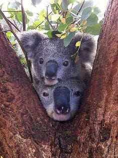 823947-ta-taronga-koalas
