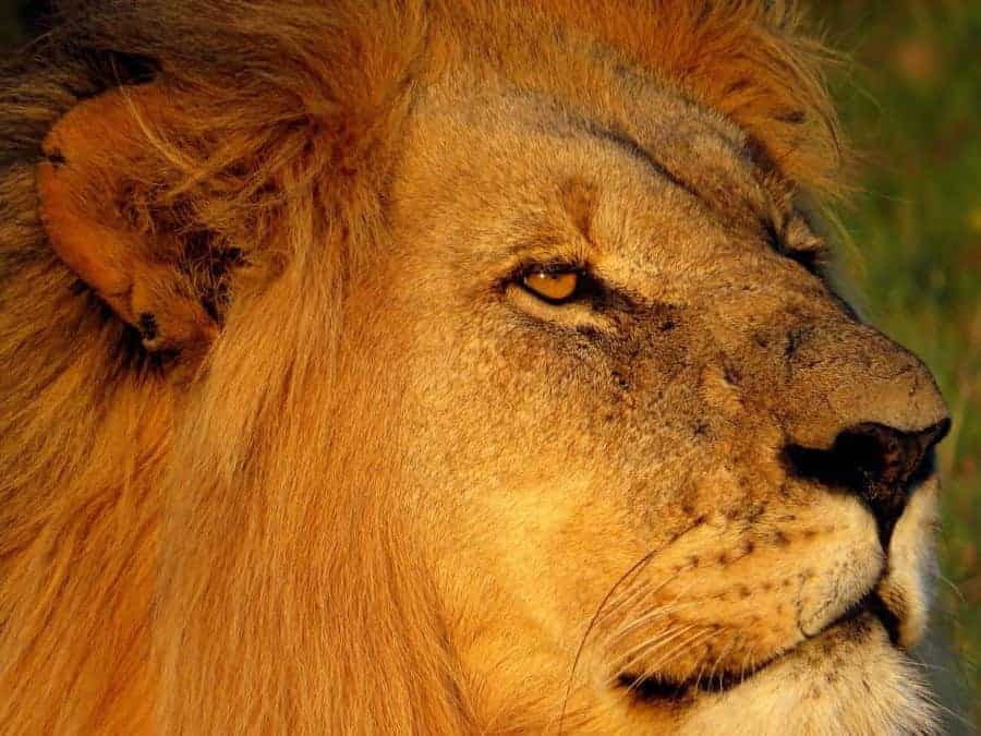 A-majestic-male-lion-at-Shamwari-game-reserve__1418972479_105.237.219.120