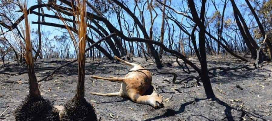 Australia bushfires 2015 - Getty 461037642