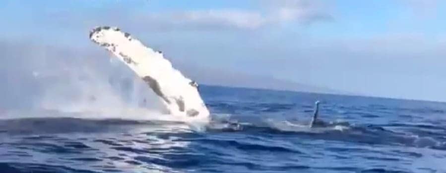 whale ram boat video