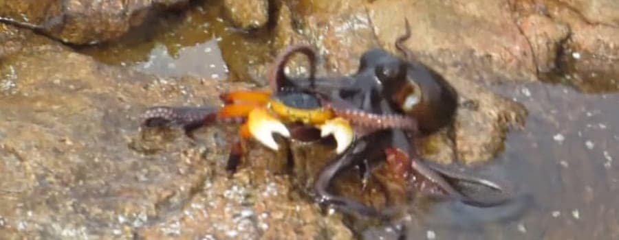 Octopus eats crab