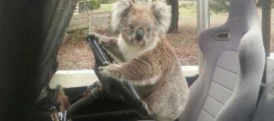 Image result for koala and car