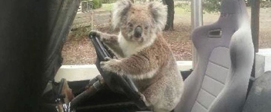 koala driving car 1