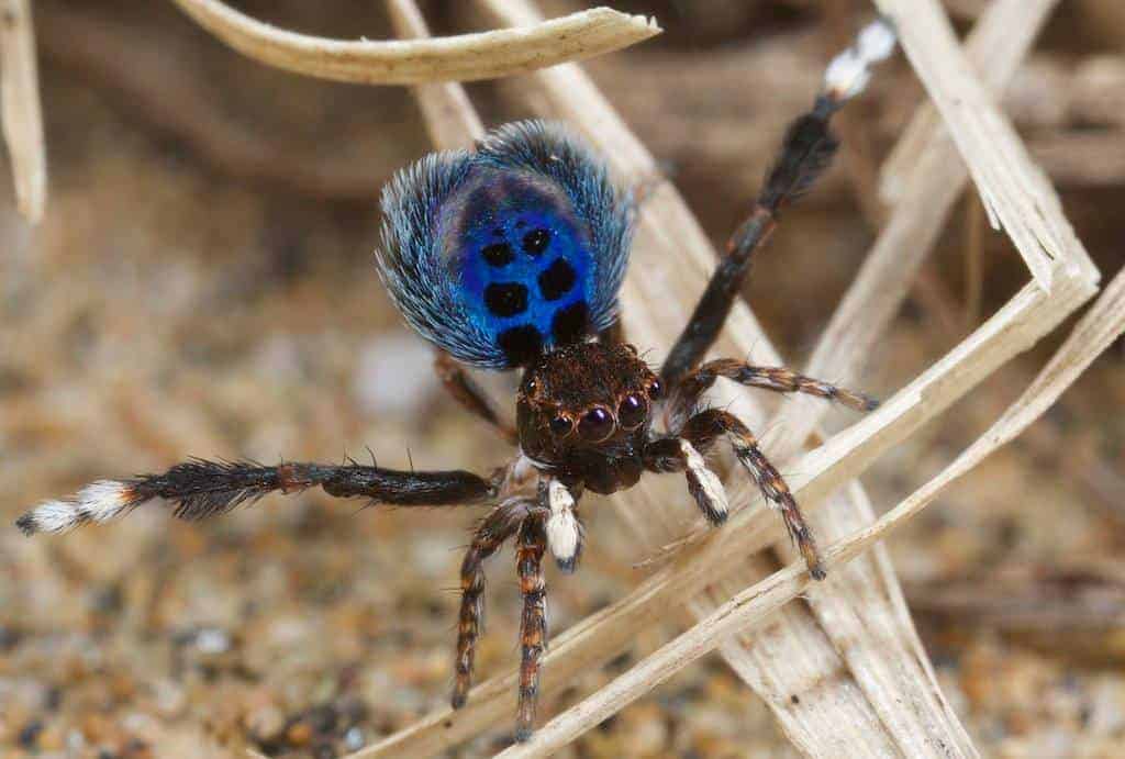 Peacock Spiders