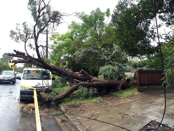 NSW STORMS: Trees down in Sydney. (Saeed Khan/AFP/Getty Images)