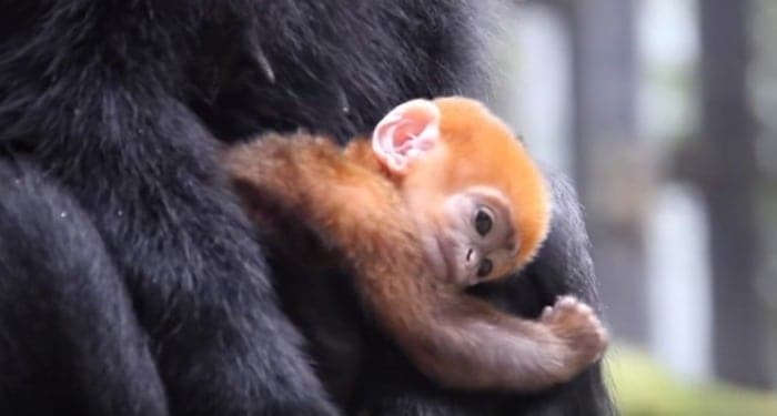 baby monkey pumpkin taronga zoo