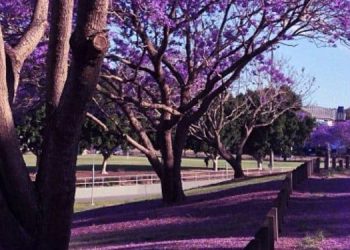 jacaranda trees australia