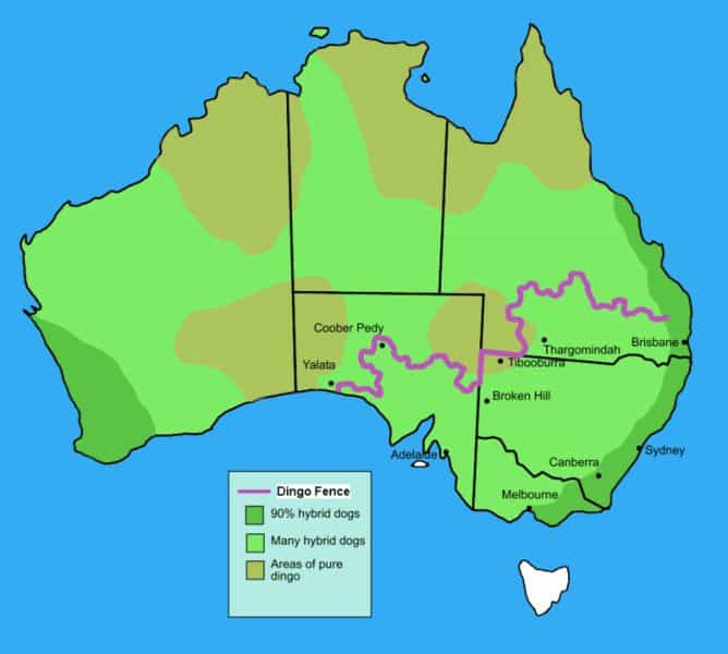 800px-Dingo_fence_in_Australia