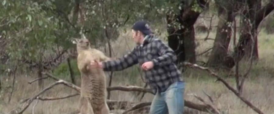 kangaroo-punch