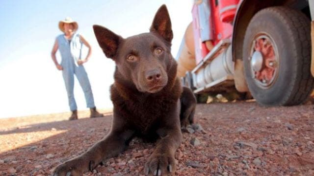 'Red Dog: True Blue', the pooch prequel to 2011 family classic 'Red Dog' will be getting its London premiere.