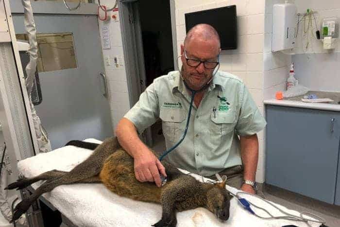 The wallaby safe under vet supervision. (Taronga Zoo)
