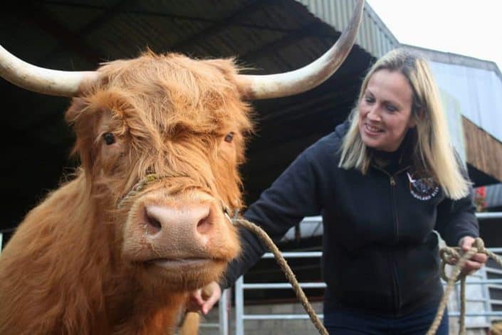 Aberdeenshire Angus beef farm (c) Kris Griffiths