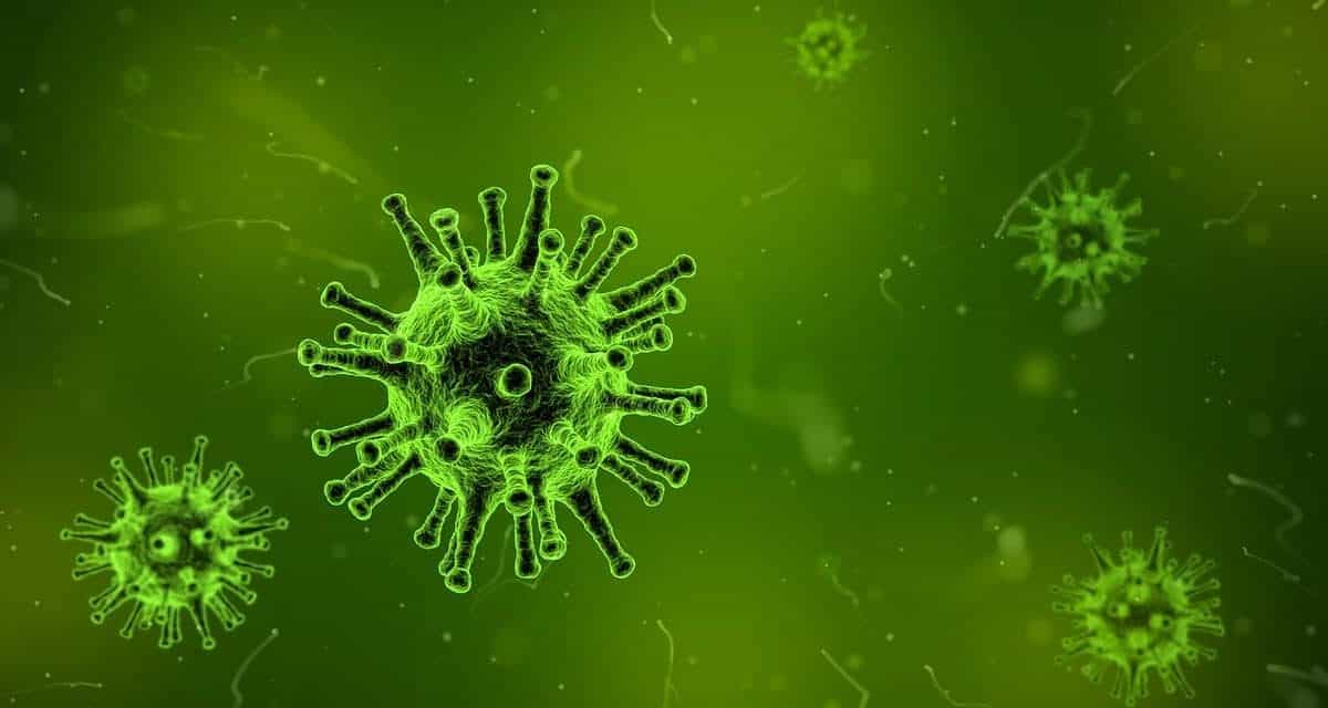 Library image of a virus. (Arek Socha from Pixabay )