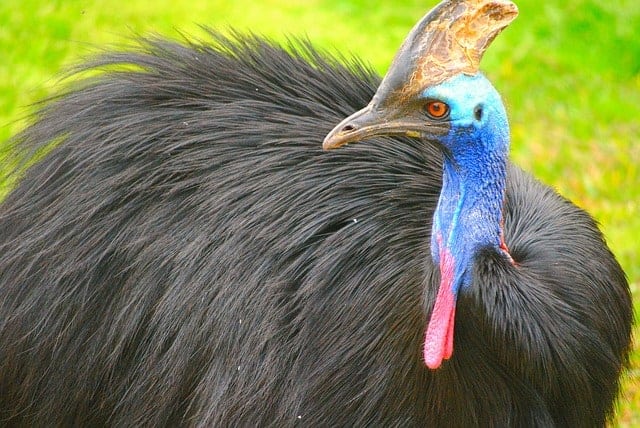 The cassowary. (By SeaReeds from Pixabay)