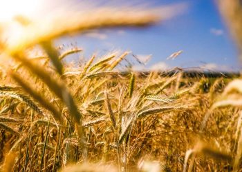 Photo by Raphael Rychetsky on Unsplash