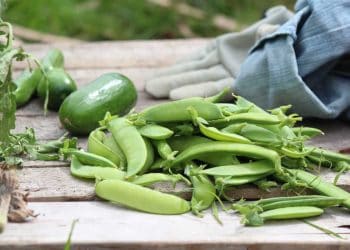 Photo by Tania Malréchauffé on Unsplash