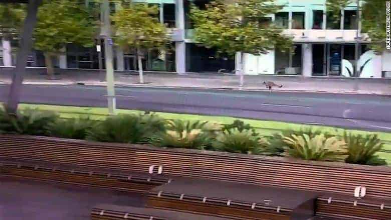 Kangaroo hops down city street - SA Police