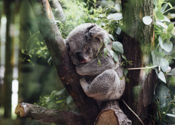 Animals Mammals Koala Furry Fluffy Adorable Cute