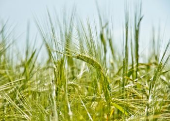 China might refuse to take our barley