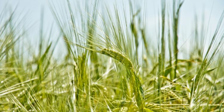 China might refuse to take our barley