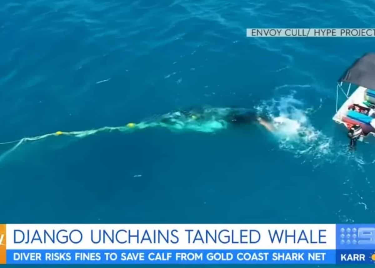 Rescued baby whale trapped in Sharks Nets