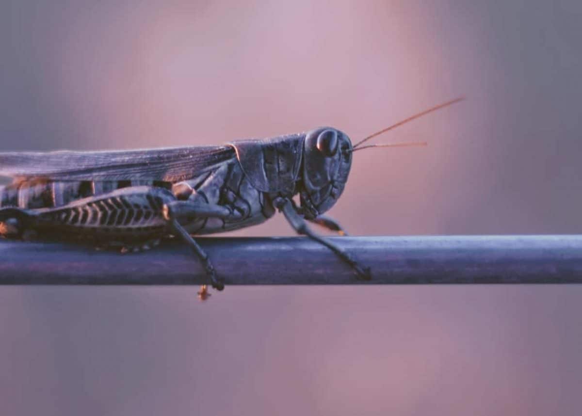 Huge locust swarms are threatening food security