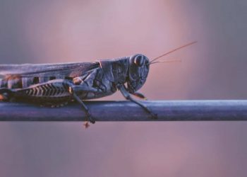 Huge locust swarms are threatening food security