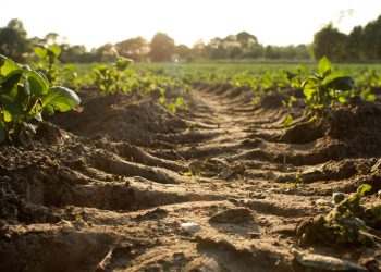 Microscopic animals are busy distributing microplastics