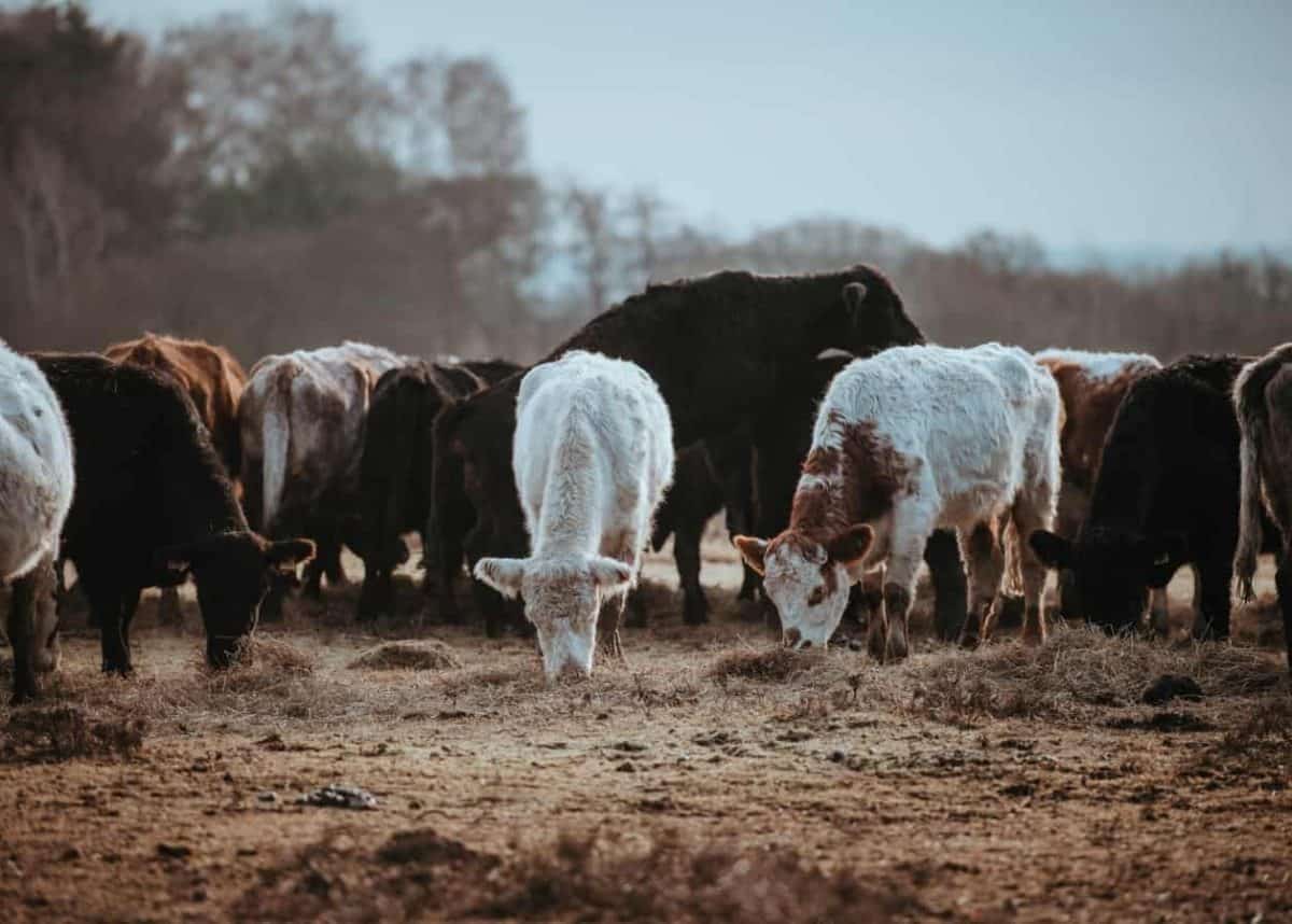 Gillard government’s live cattle ban created a headache for Scott Morrison