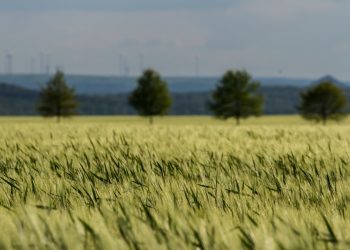 China believed it had a case to hit Australian barley with tariffs
