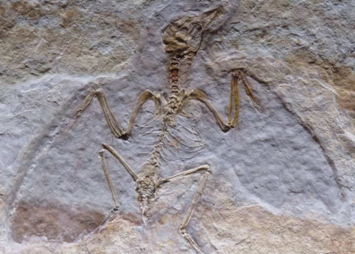 Predators as big as T. rex stomped across Australia 160 million years ago