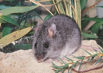 Endangered smoky mouse . Photo credit: NSW government.