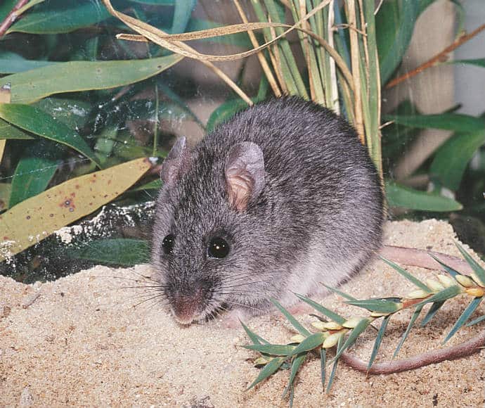 Endangered smoky mouse . Photo credit: NSW government.