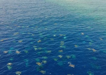 Drone footage of turtles waiting to come ashore and lay their eggs. Photo:Credit: Great Barrier Reef Foundation