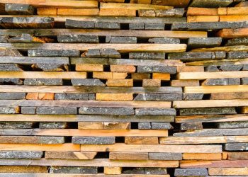 Australia’s deeply ancient Wollemi pine