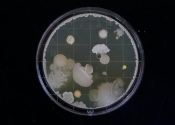 OM85: could bacteria in a capsule protect us from coronavirus