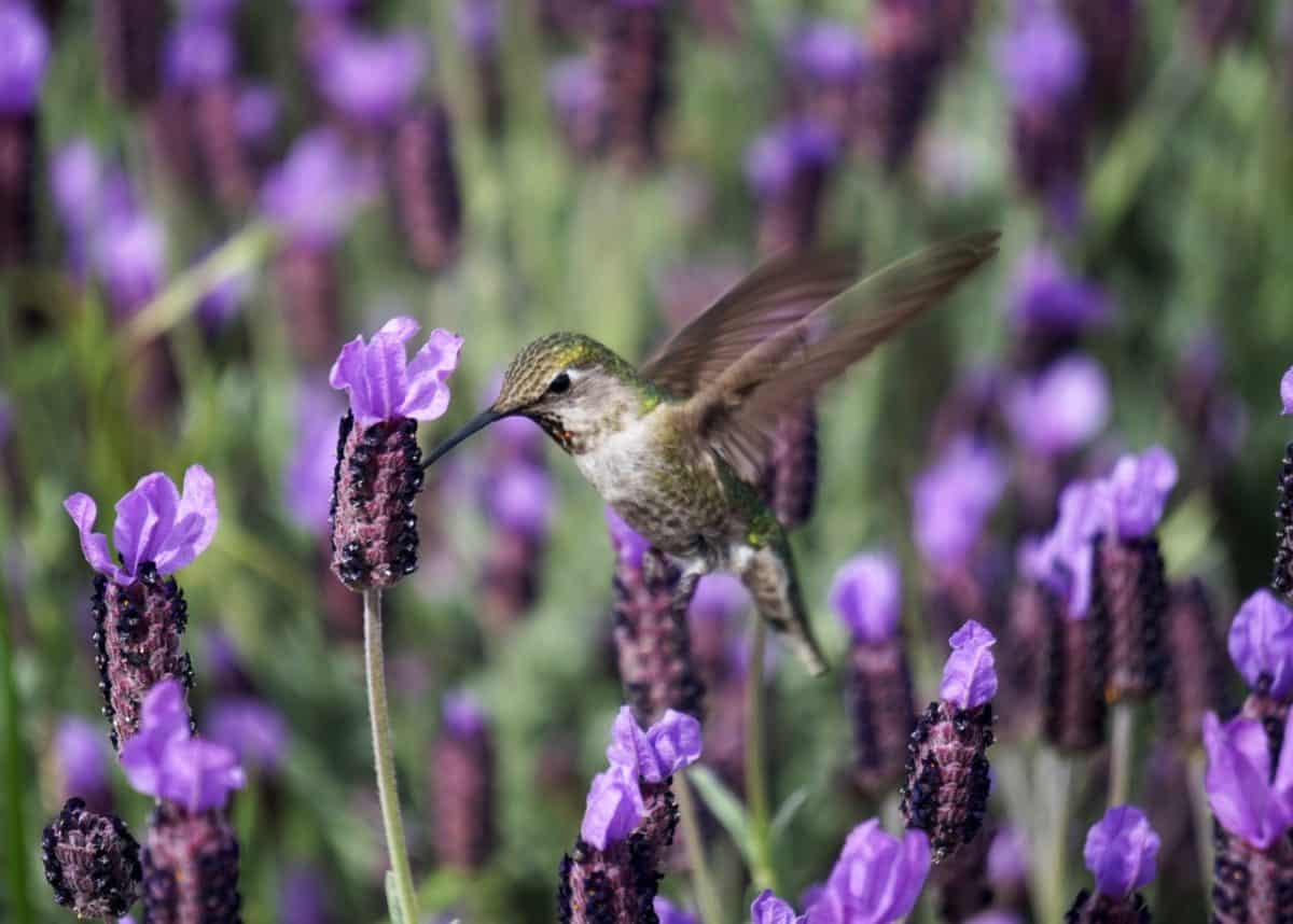 COVID-19 shutdowns will give wildlife only short-term relief