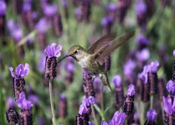 COVID-19 shutdowns will give wildlife only short-term relief