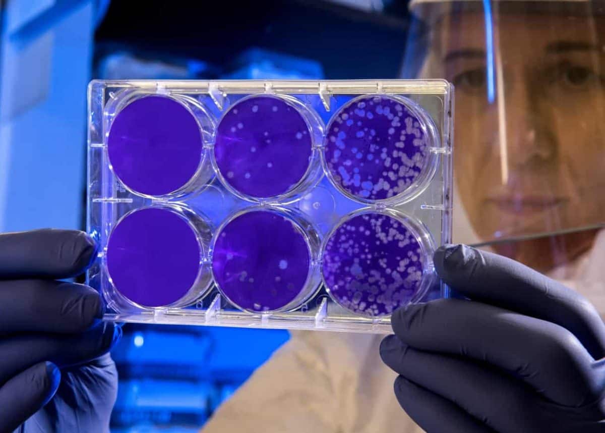 Bacteria use a common sugar to spread through the body