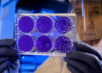 Bacteria use a common sugar to spread through the body