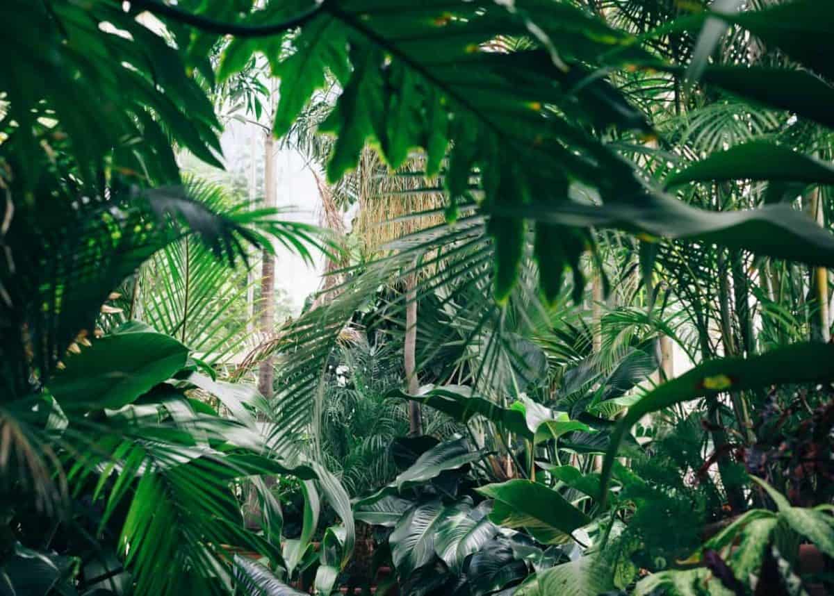 time to decolonise botanical collections