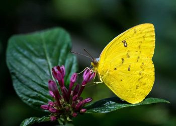 Let’s fix Australia’s environment