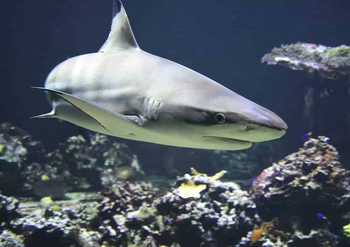 Shark attack in Australia story