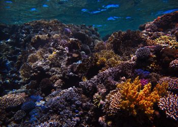Bleaching on Western Australia’s remote reefs