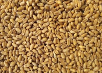 It’s time Australia had a native staple food