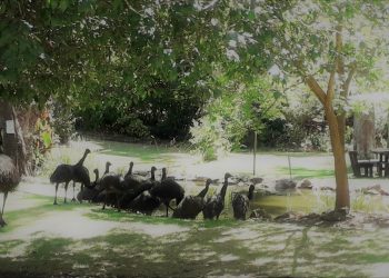 Photo credit: Holberry House B+B, Nannup, Facebook page