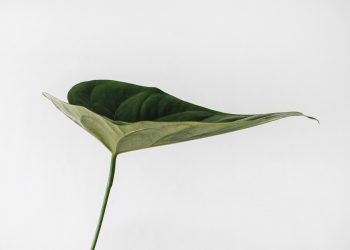 Sunshine Coast shows the way to create good design