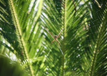 Embrace nature law reform