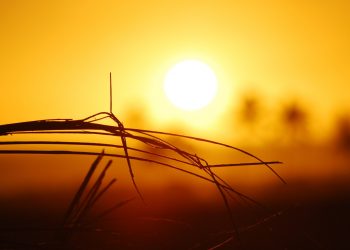 The world endured 2 extra heatwave days per decade