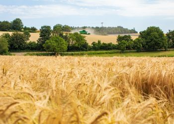 Intensive farming is eating up the Australian continent